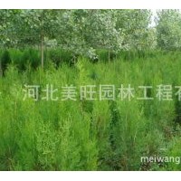 供應(yīng)優(yōu)質(zhì)側(cè)柏