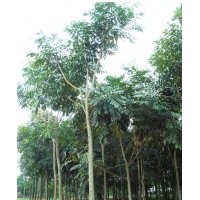 福建桃花心木供應，桃花心木的價格