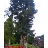 買質(zhì)優(yōu)價廉的多頭香樟苗木，詢湖南多頭香樟價格