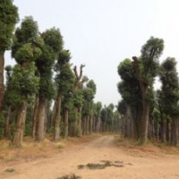 香樟樹(shù)移植香樟樹(shù)價(jià)格