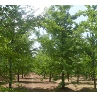 低價供應(yīng)1-50公分銀杏樹，銀杏占地樹