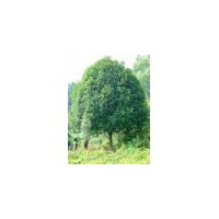 供應(yīng)國槐，冬青，刺槐，法桐，臭椿