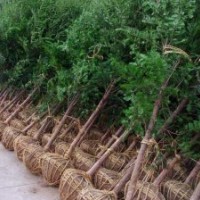 湖南紅豆杉價(jià)格，紅豆杉小苗，南方紅豆杉，曼地亞紅豆杉