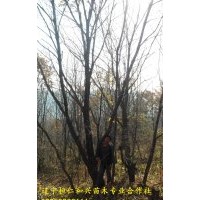 桓仁和興苗木大量供應(yīng)蒙古櫟，叢生蒙古櫟