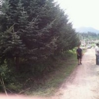 油松，落地冠，定植2m-3-5mi