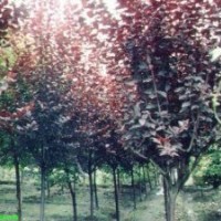 供應(yīng)紫葉李