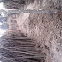 6公分國槐價格140元貨源一級上貨速度快