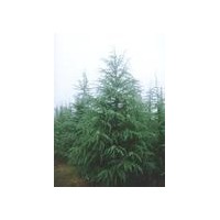 蜀檜 雪松 龍柏