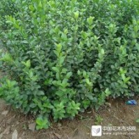 大量供應大葉扶芳藤，高度70-100cm，三個分支以上