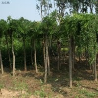 福建漳州龍爪槐，龍爪槐供應(yīng)商，龍爪槐的價格