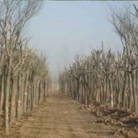 18cm土球全冠國(guó)槐現(xiàn)貨180棵