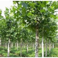 山東法桐冠翡翠葉植物