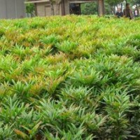 湖南十大功勞小苗批發(fā)，湖南十大功勞價格