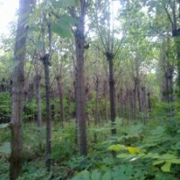 供應(yīng)楸樹1——20公分