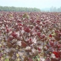 供應紅葉楊 3-10公分紅葉楊種植基地 紅葉楊價格