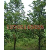 無(wú)患子苗木價(jià)格，無(wú)患子價(jià)格