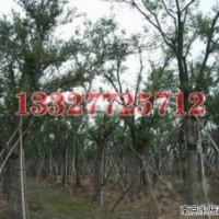 香樟苗木價格，香樟價格