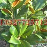 樸樹(shù)苗木價(jià)格，樸樹(shù)價(jià)格