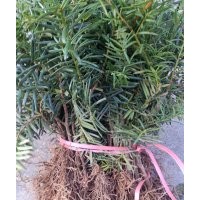 東北紅豆杉2年扦插苗