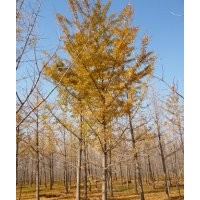 供應(yīng)10-40公分銀杏樹(shù)