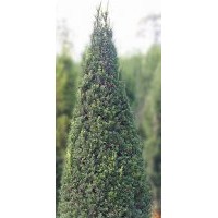 杭州蕭山--2-18年曼地亞紅豆杉