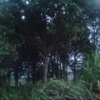 苦櫧 欒樹,苦櫧,紅果冬青