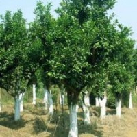 湖南香樟樹(shù)高端大氣香樟樹(shù)價(jià)格香泡樹(shù)價(jià)格