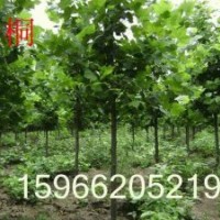 供應(yīng);國(guó)槐、白臘、法桐、毛白楊、速生柳、垂柳、107、白臘