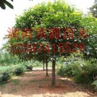 湖南長沙桂花、移栽丹桂、移栽八月桂、移栽四季桂、移栽大桂花