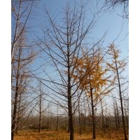 供應(yīng)優(yōu)質(zhì)銀杏樹，精品銀杏苗木