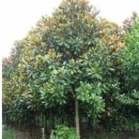 供應(yīng)廣玉蘭、櫸樹、欒樹、桂樹等幾十種常規(guī)綠化苗木