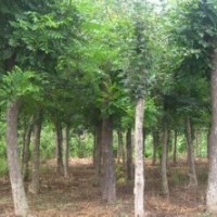 大國槐/全冠國槐/山西國槐/國槐價格/平頭國槐