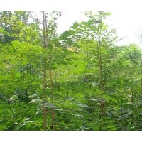 供應(yīng)北欒苗北欒樹苗山西北欒苗基地_北欒苗_山西運(yùn)城裕益苗圃