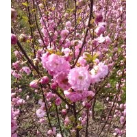 出售榆葉梅