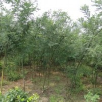 出售國(guó)槐