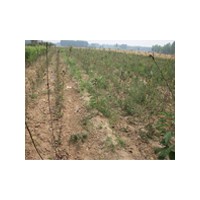 阿根延奶油奶瓜苗木的價格/大櫻桃苗木供貨商/百日紅苗木