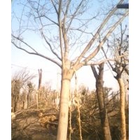 天津合歡樹價格一級合歡樹基地山東合歡樹基地