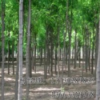 河北嫁接香花槐苗木基地