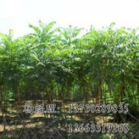 火炬樹，供應(yīng)火炬樹苗木基地