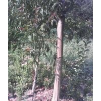 金葉女貞,小葉黃楊,龍柏