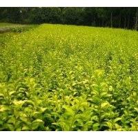 紅王子錦帶、