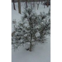 扦插苗紅葉李，自產(chǎn)白皮松