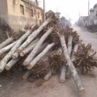 供應(yīng)法桐。國槐。白蠟