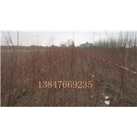 供應(yīng)檉柳苗，新疆楊，沙柳苗，側(cè)柏苗等