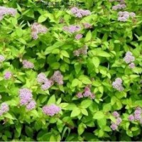 金葉榆、紅葉碧桃、繡線菊、水臘、月季、塔檜