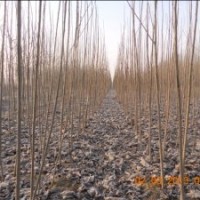 供應(yīng)速生楊107