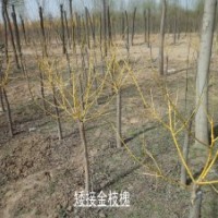 河北金枝槐基地供應(yīng)4-10公分金枝槐