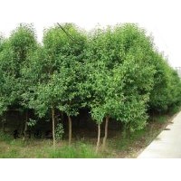 供應3-10公分大葉女貞