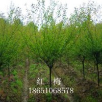 百日紅、紅梅、綠梅、珍珠梅、美人梅、臘梅、碧桃