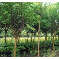 2014國槐 榕花樹 速生法桐最新價格